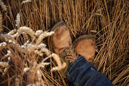 Low section unrecognizable man wearing rustic boots and blue denim jeans, lying in ripe wheat field...