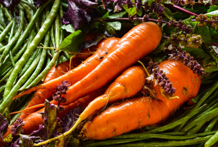 Closeup succulent orange bunch of carrots lying on table. Still life of vegetables, greens, herbs on dark background indoors. Harvest concept. Autumn season. Organic food pattern. Vegetarian foodの写真素材