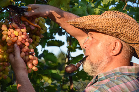 Farmer with tobacco pipe examines quality of grapes, harvesting fruit outdoors. Farm winery, grape...