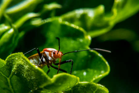 Red and black lygaeidae with big antennas on a plant leaf