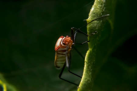 Red and black lygaeidae with big antennas on a plant leaf