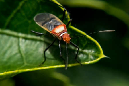 Red and black lygaeidae with big antennas on a plant leafの写真素材