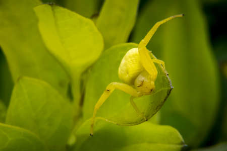 Green spider camouflaged on leavesの写真素材