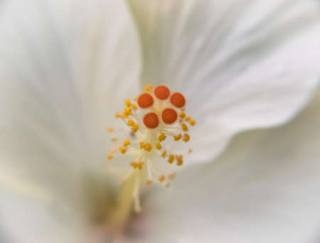 White hibiscus with orange stamenの写真素材