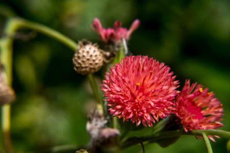 Colorful pink flowers on the wild