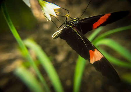 Butterfly drinking nectar from a flowerの写真素材