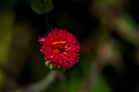 Pink little flower on dark backgroundの写真素材
