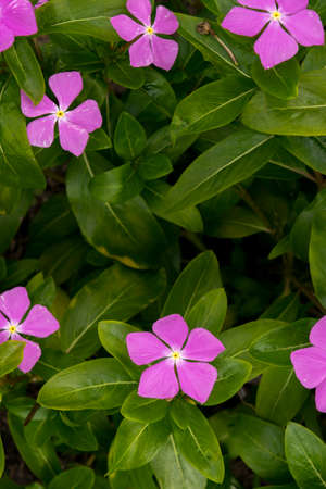 Little pink periwinkles flower in the wildの写真素材