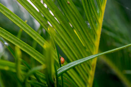 Brown ladybug in a plant leavesの写真素材