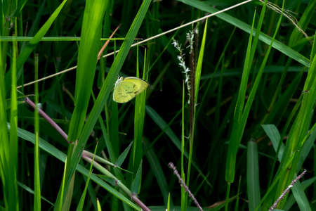 Green butterfly resting on a plant branchの写真素材