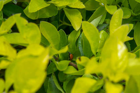 Brown ladybug in a plant leaves