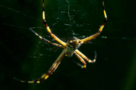 Spider waiting for prey in its own netの写真素材