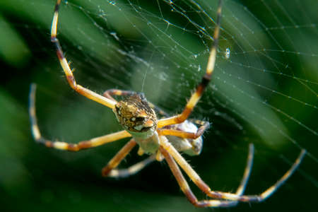 Spider waiting for prey in its own net
