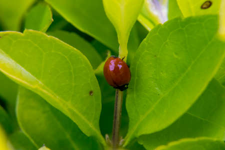 Brown ladybug in a plant leavesの写真素材