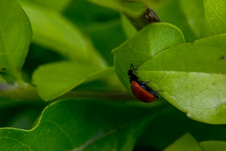 Little brown ladybug walking around some leavesの写真素材