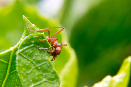 Ant walking on a leaf