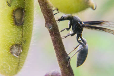 Wasp on a plant branchの写真素材