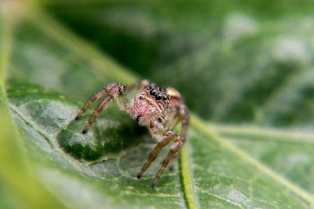Jumping spider walking on a tree leaf