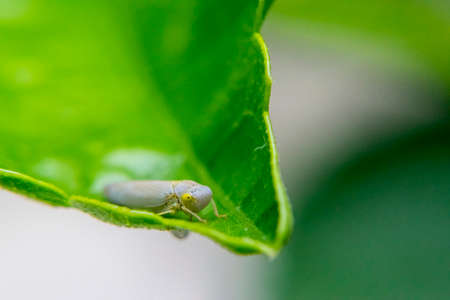 Lygaeidae larva on a plant leafの写真素材