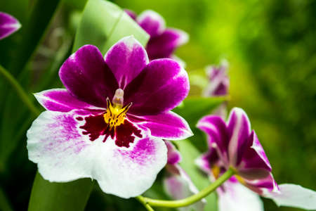 White and purple orchid in a park
