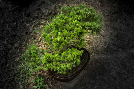 Small bonsai tree in exhibit