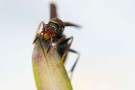 Wasp looking for food in a plant