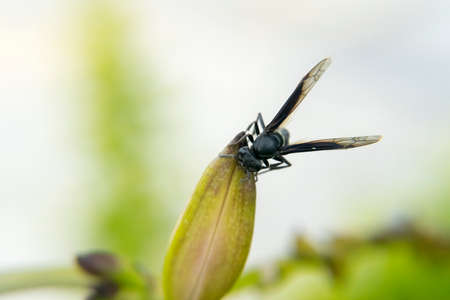 Wasp looking for food in a plant
