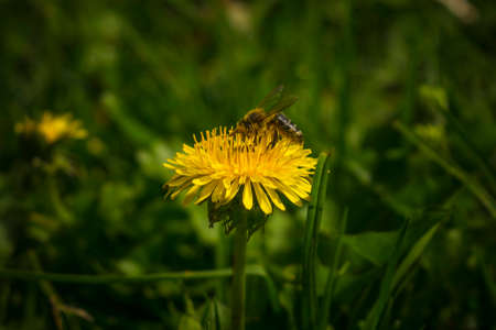 Bee pollinating a little yellow flowerの写真素材