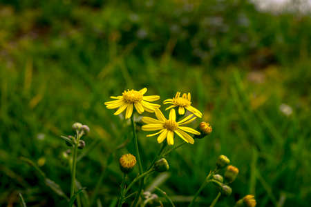 Yellow daisies in the wildの写真素材