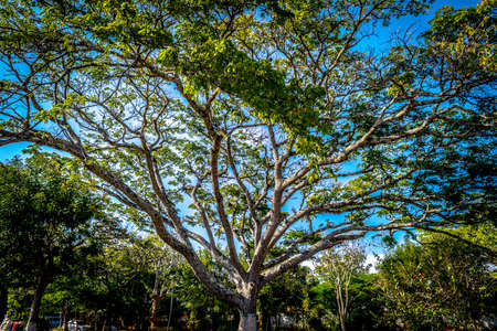 Central tree on Barichara's park, Colombiaの写真素材