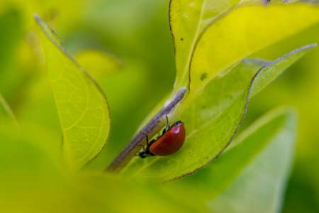 Little brown ladybug walking around some leaves