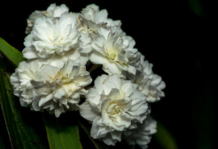 Beautiful white flowers in a gardenの写真素材