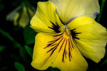 Cute pansy flower and stamen close upの写真素材