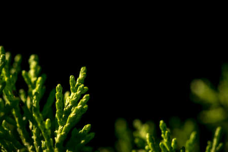 Plant green branches close up with dark backgroundの写真素材