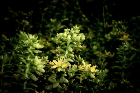 Small green bush in a forestの写真素材