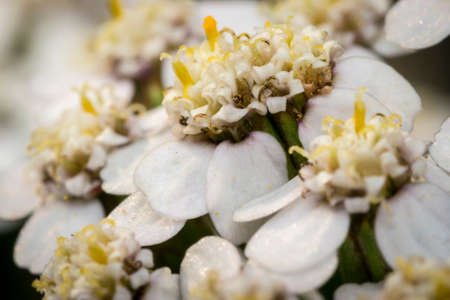 Little beautiful white flowers in a gardenの写真素材