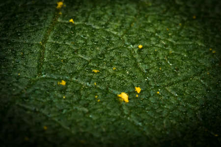 Leaf macro shot with some pollen and detail on itの写真素材