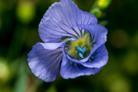 Purple flower macro on the wild