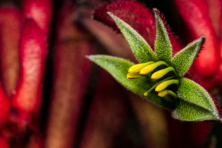 Yellow stamen on green and red wild flowerの写真素材