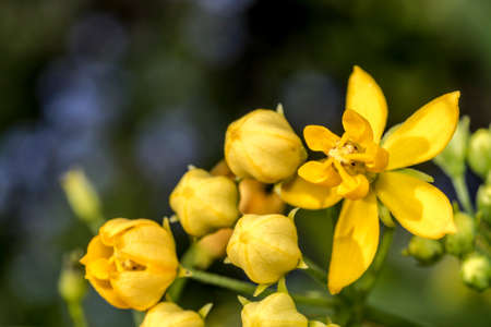 Yellow bell flowers in a garden