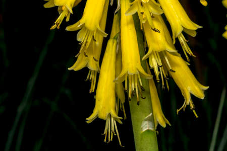 Little yellow bell flowers in a parkの写真素材
