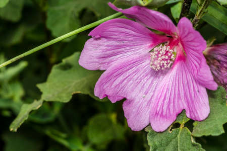 Purple flower with stamen in a gardenの写真素材
