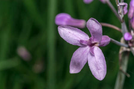 Pink flower in the wildの写真素材