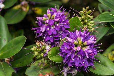 Purple little flowers in a gardenの写真素材