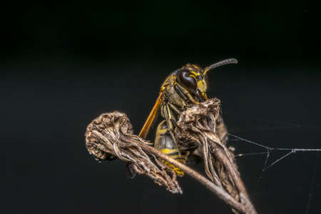 Wasp coming out from its cocoon