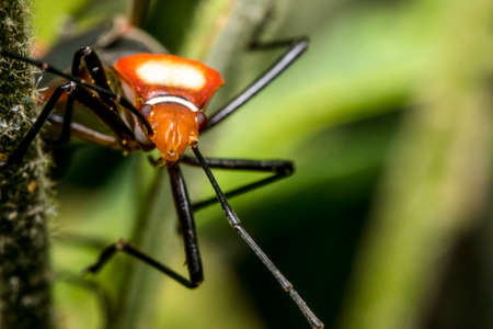 Small red dysdercus hemiptera bug on a leafの写真素材