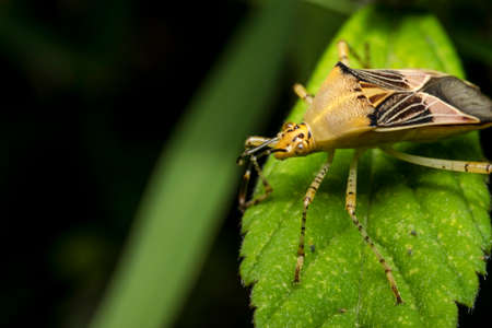 Yellow hemiptera bug on a plant leafの写真素材