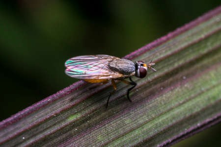 Small fly insect on a plant leafの写真素材