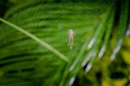 Scary spider and its web waiting for preyの写真素材