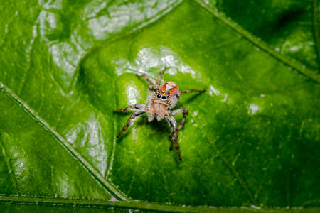 Little hairy jumping spider on a plant leafの写真素材